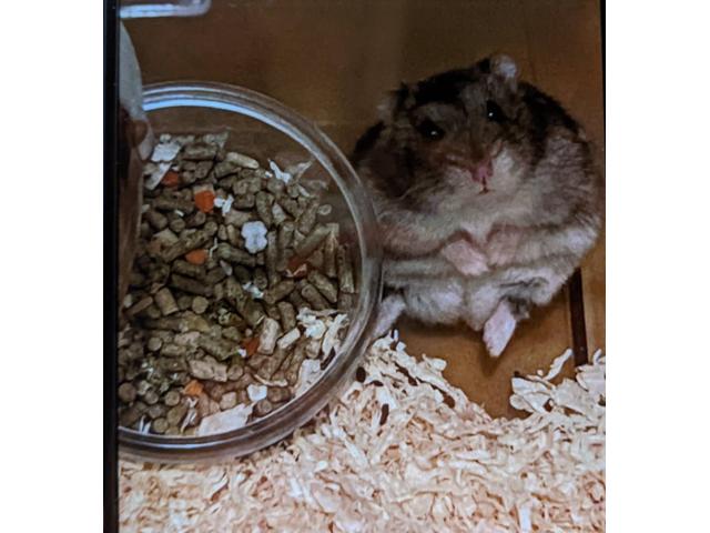 dispPetName($row['pet_name'])