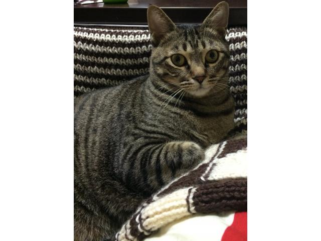 dispPetName($row['pet_name'])