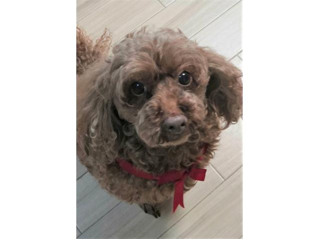 dispPetName($row['pet_name'])