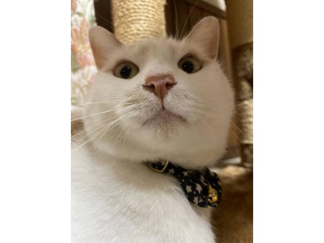 dispPetName($row['pet_name'])