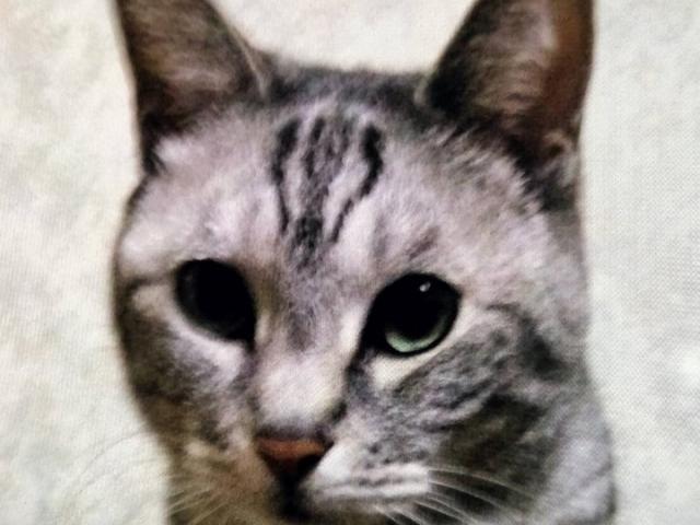 dispPetName($row['pet_name'])