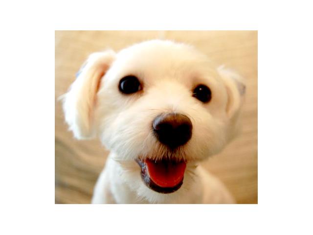 dispPetName($row['pet_name'])