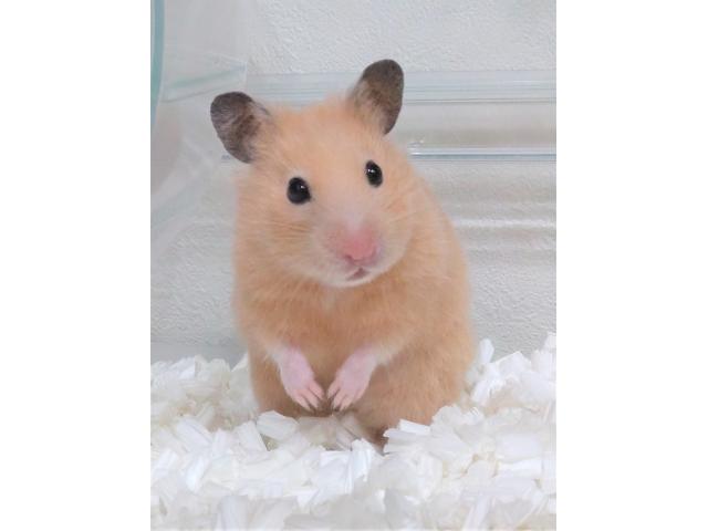 dispPetName($row['pet_name'])