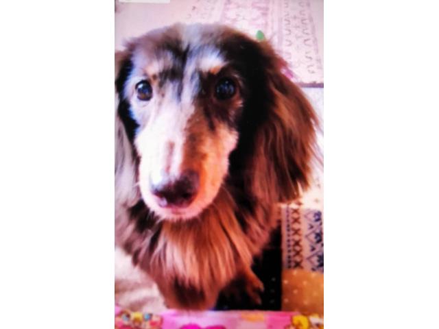 dispPetName($row['pet_name'])