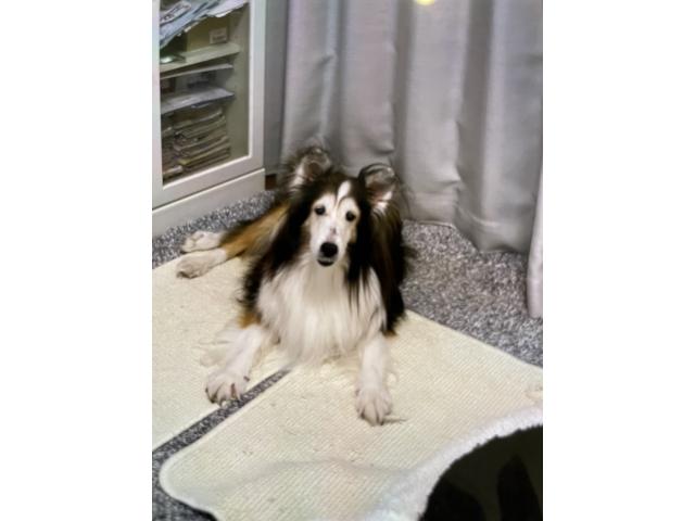 dispPetName($row['pet_name'])