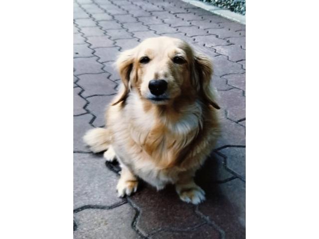 dispPetName($row['pet_name'])