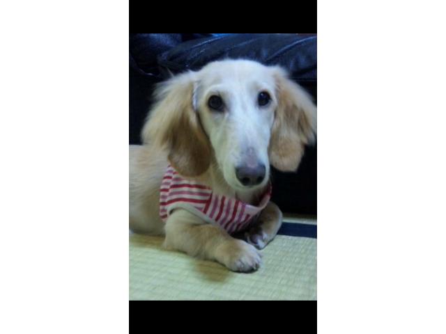 dispPetName($row['pet_name'])