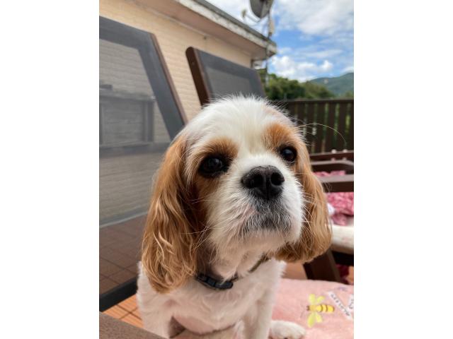 dispPetName($row['pet_name'])