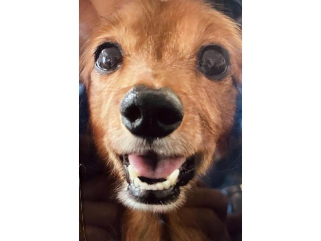 dispPetName($row['pet_name'])