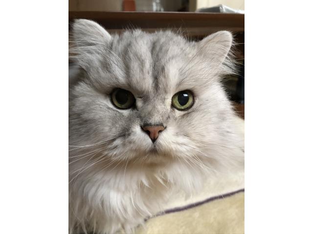dispPetName($row['pet_name'])