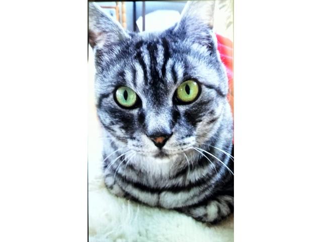 dispPetName($row['pet_name'])
