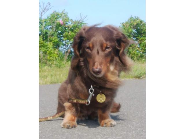 dispPetName($row['pet_name'])
