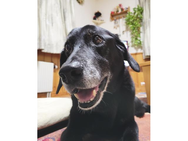 dispPetName($row['pet_name'])