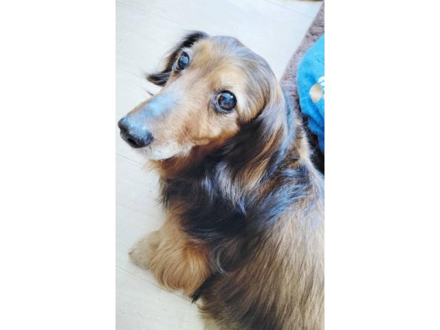 dispPetName($row['pet_name'])