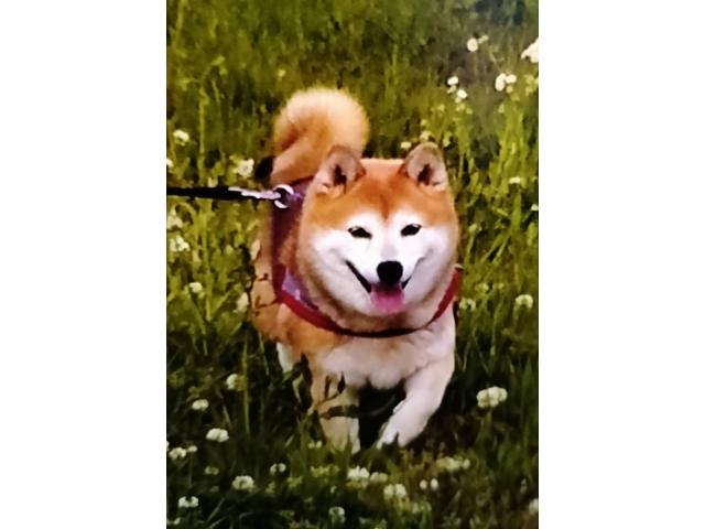 dispPetName($row['pet_name'])