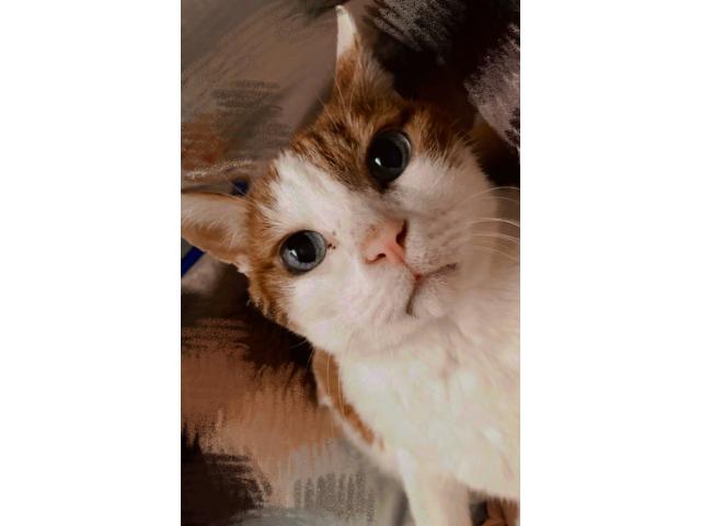 dispPetName($row['pet_name'])