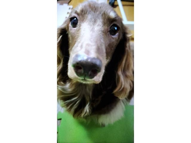dispPetName($row['pet_name'])