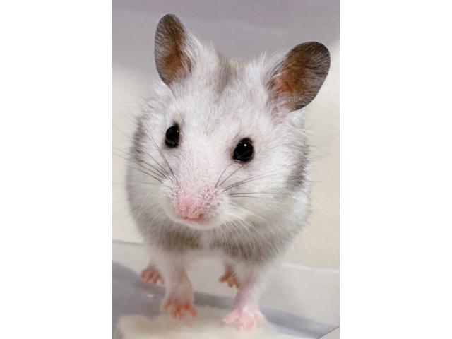 dispPetName($row['pet_name'])