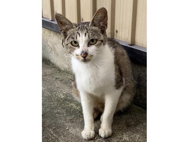 dispPetName($row['pet_name'])