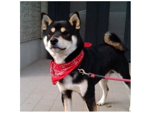 dispPetName($row['pet_name'])