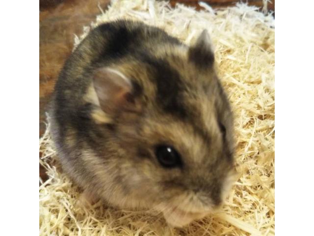 dispPetName($row['pet_name'])