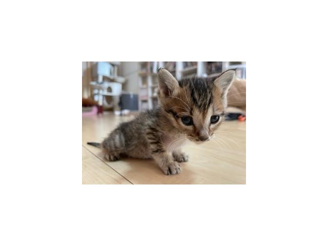 dispPetName($row['pet_name'])
