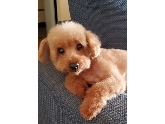 dispPetName($row['pet_name'])