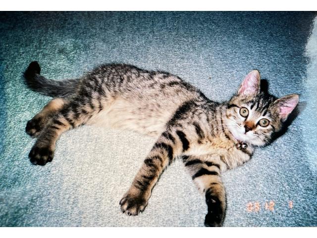 dispPetName($row['pet_name'])