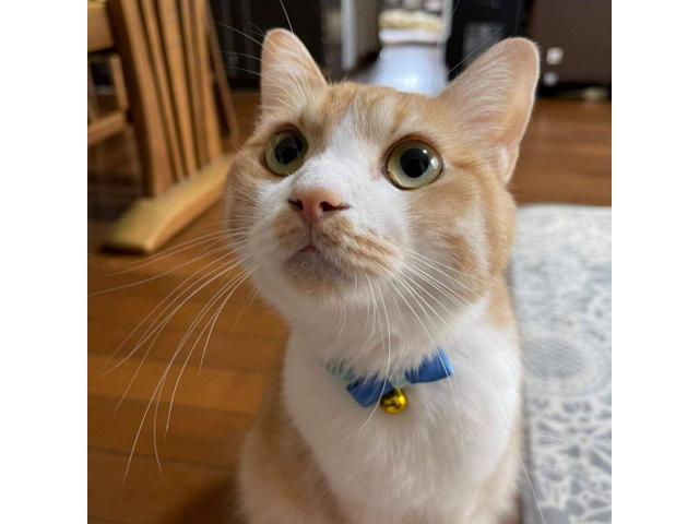 dispPetName($row['pet_name'])