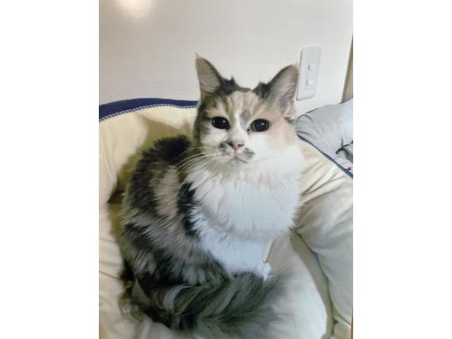 dispPetName($row['pet_name'])