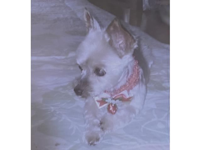 dispPetName($row['pet_name'])