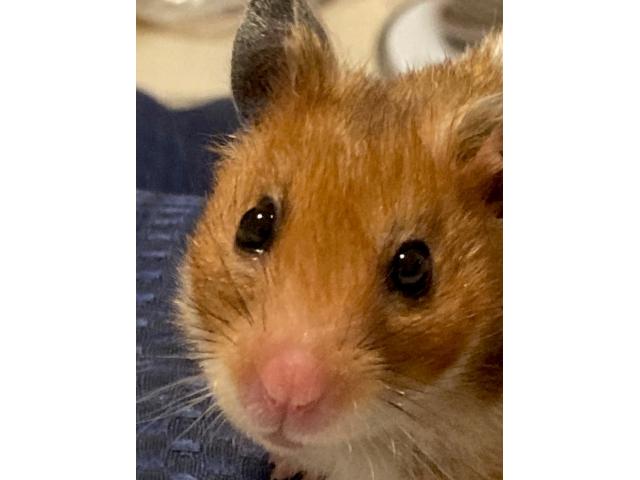 dispPetName($row['pet_name'])
