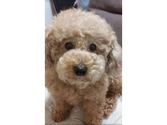 dispPetName($row['pet_name'])