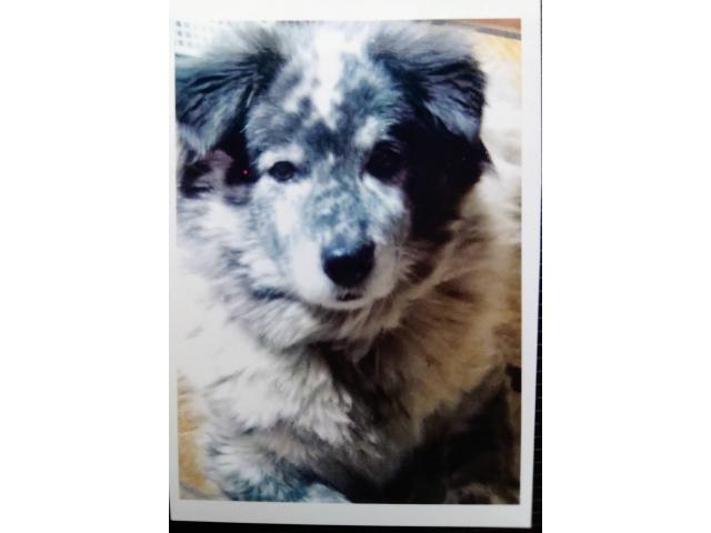 dispPetName($row['pet_name'])