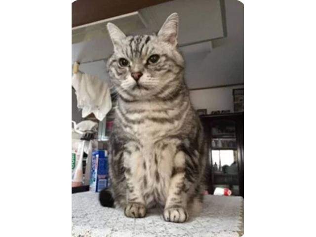 dispPetName($row['pet_name'])