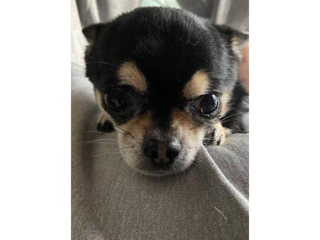 dispPetName($row['pet_name'])