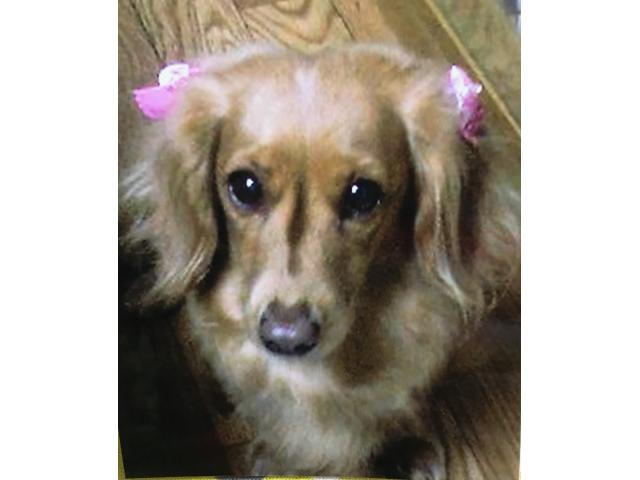 dispPetName($row['pet_name'])