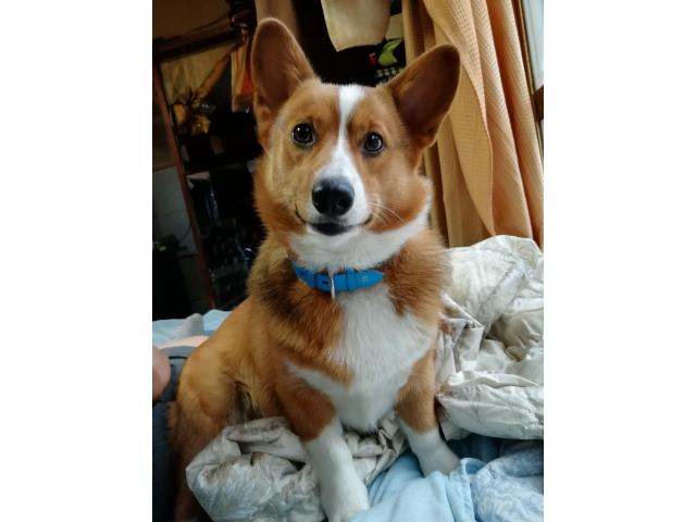 dispPetName($row['pet_name'])