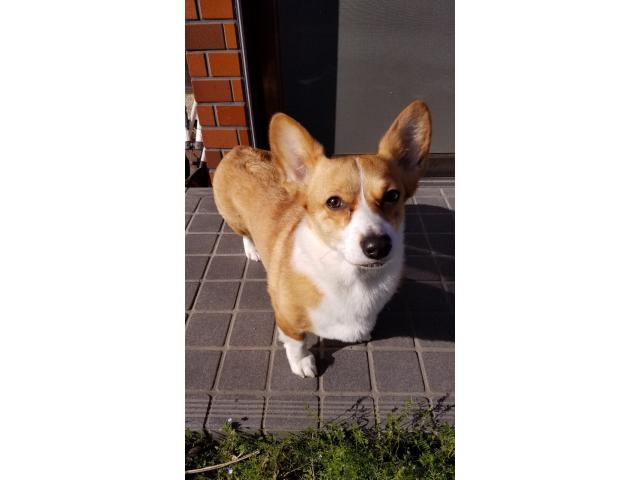 dispPetName($row['pet_name'])