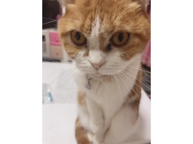 dispPetName($row['pet_name'])