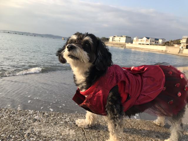 dispPetName($row['pet_name'])