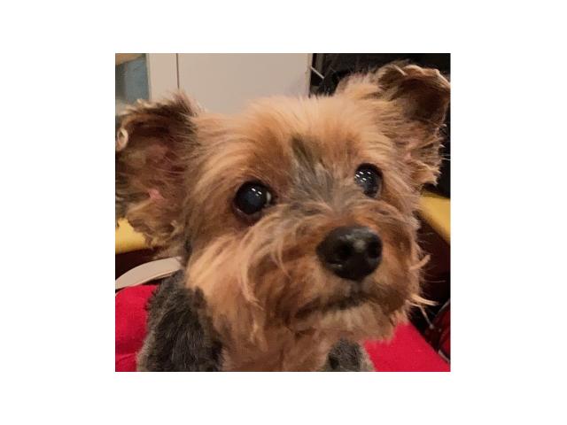 dispPetName($row['pet_name'])
