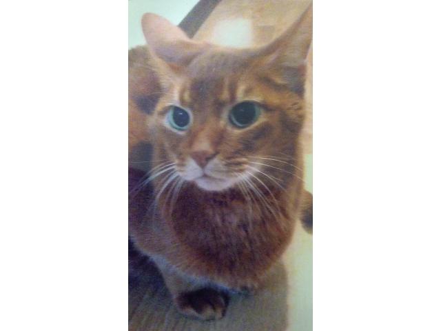 dispPetName($row['pet_name'])