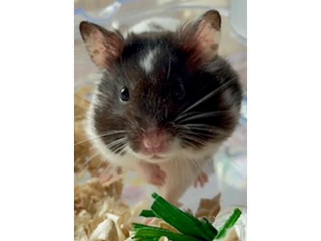 dispPetName($row['pet_name'])
