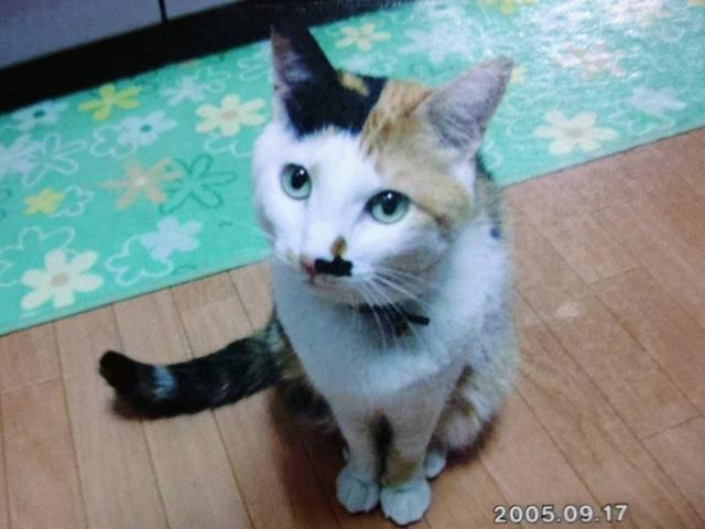 dispPetName($row['pet_name'])