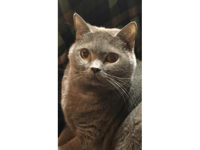 dispPetName($row['pet_name'])