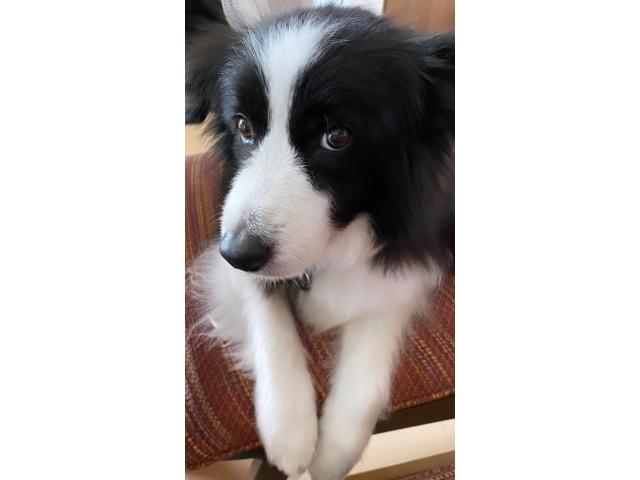 dispPetName($row['pet_name'])