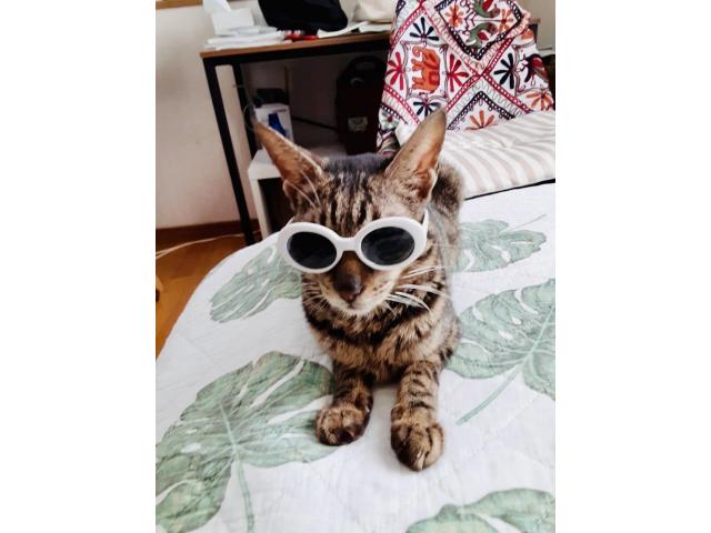 dispPetName($row['pet_name'])