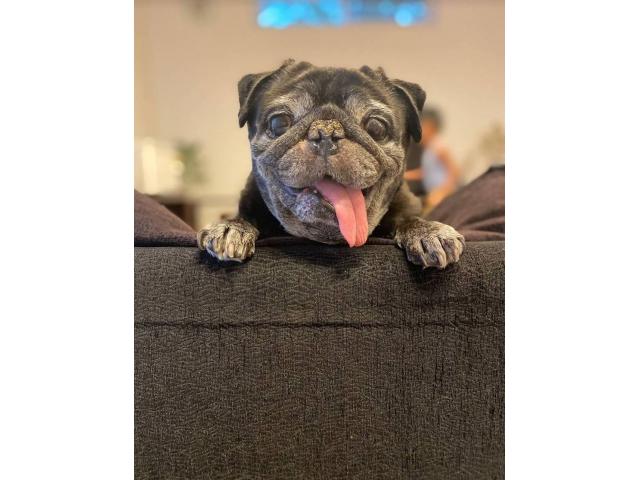 dispPetName($row['pet_name'])