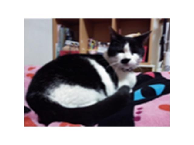 dispPetName($row['pet_name'])